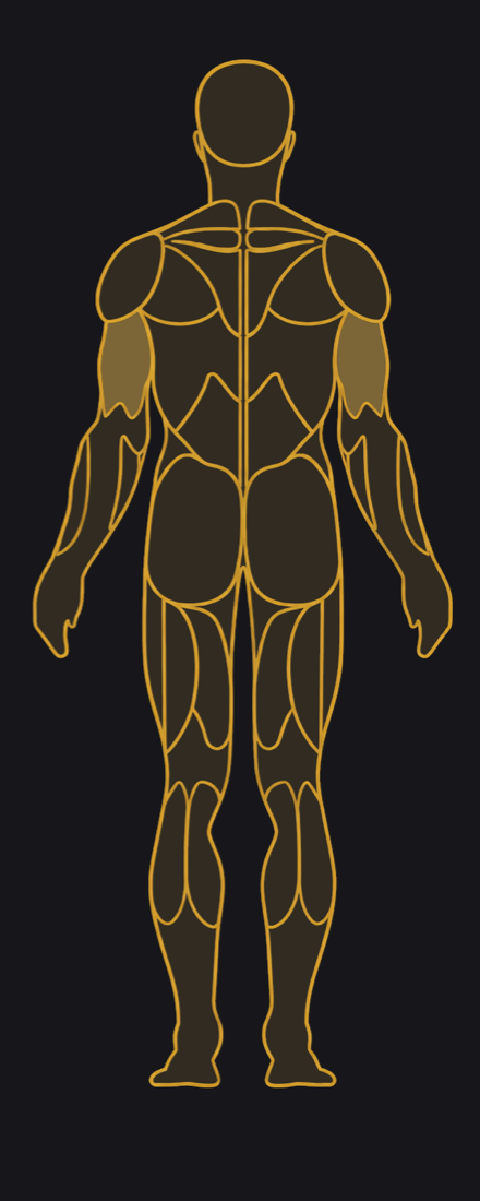 Back view, muscles highlighted