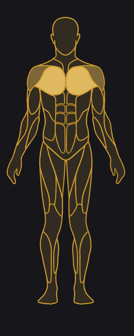 Front view, primary muscles highlighted