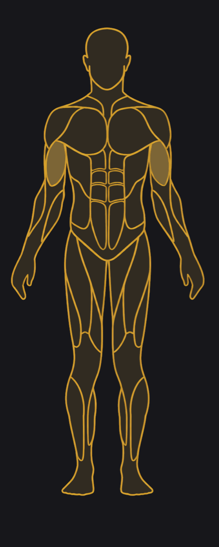 Front view, primary muscles highlighted