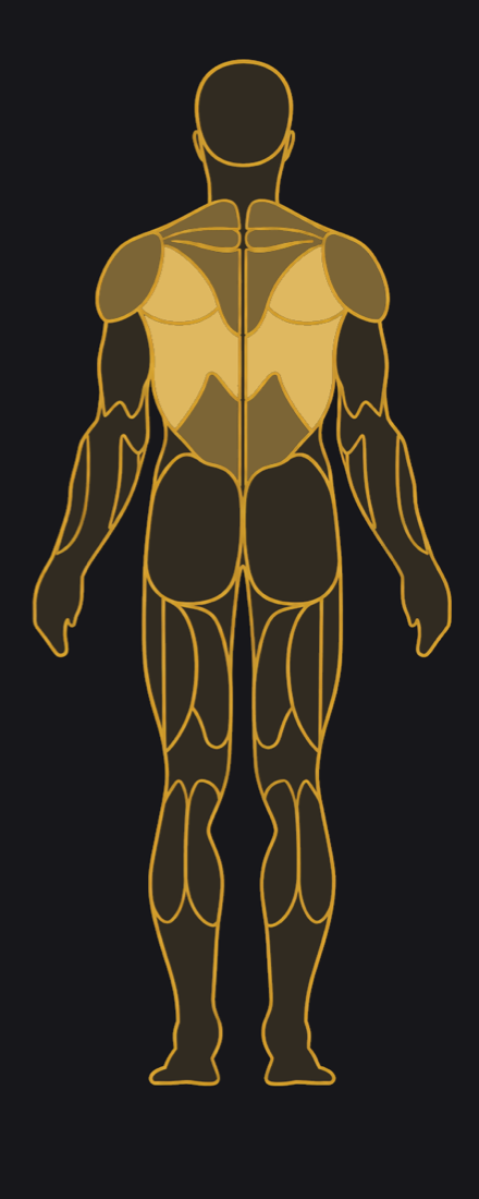 Back view, muscles highlighted