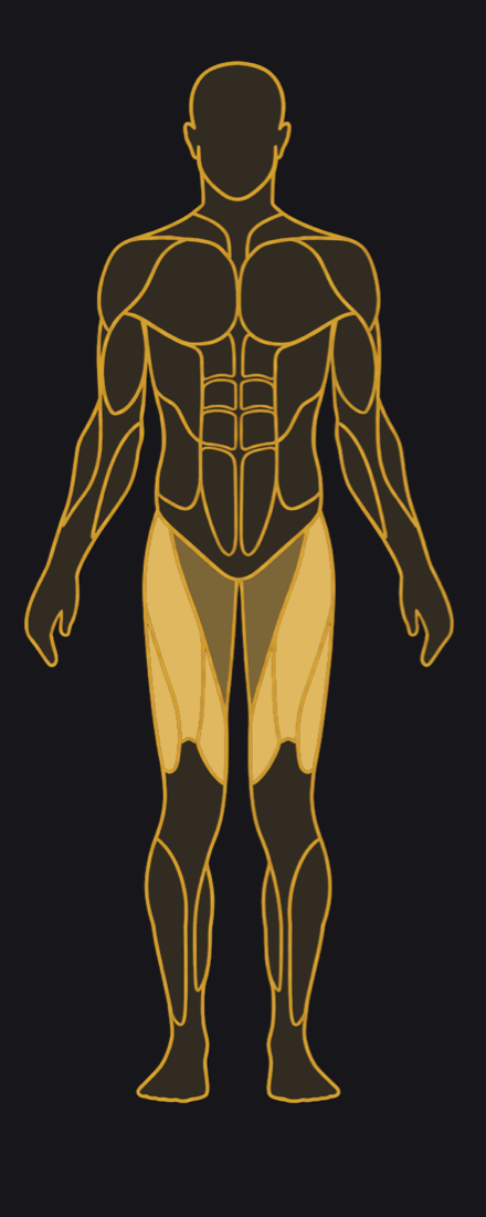 Front view, primary muscles highlighted
