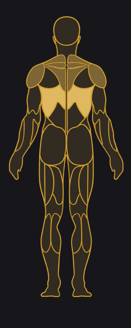 Back view, muscles highlighted