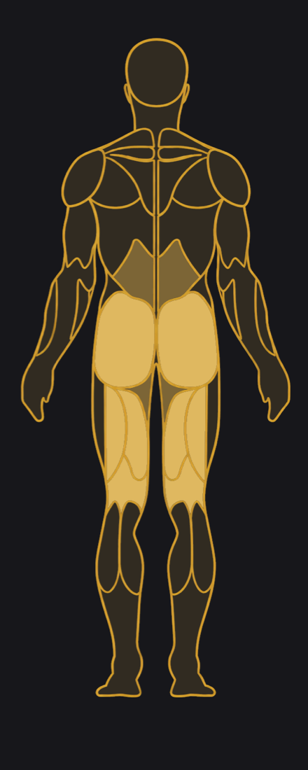 Back view, muscles highlighted